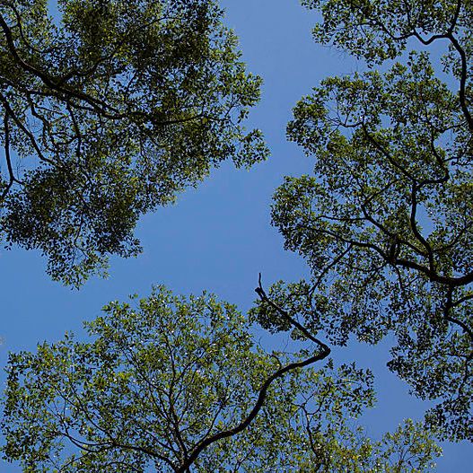 800px-JigsawCanopy