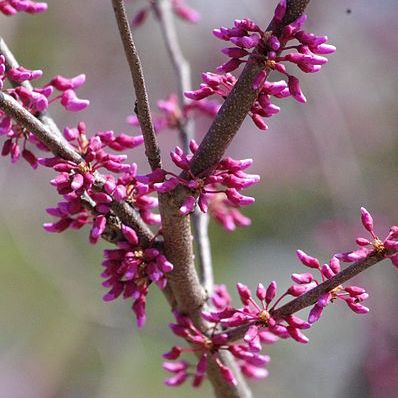Red_Bud_(5550864518)